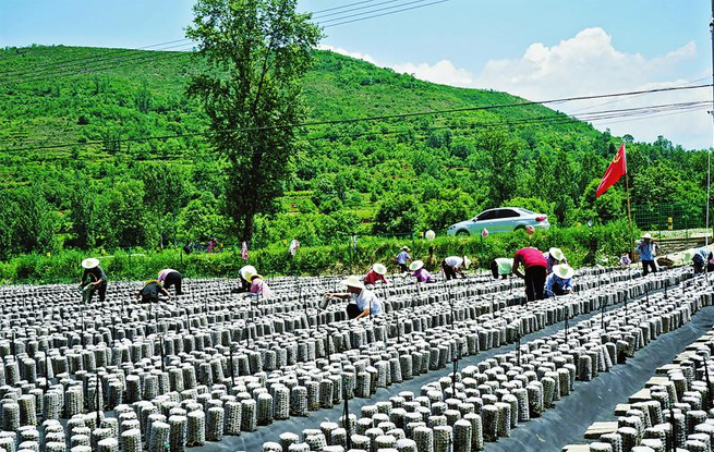 柏峪寺鎮(zhèn)社區(qū)群眾正在產業(yè)基地采摘木耳