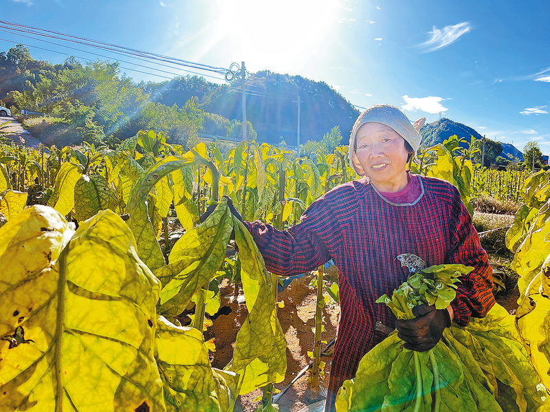 黃金葉鋪就致富路