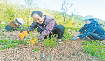 郭灣村 中藥材成增收“良方”