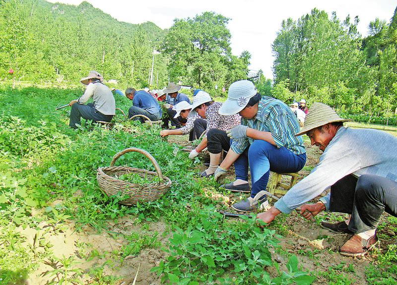 壯大集體經(jīng)濟 釋放發(fā)展活力