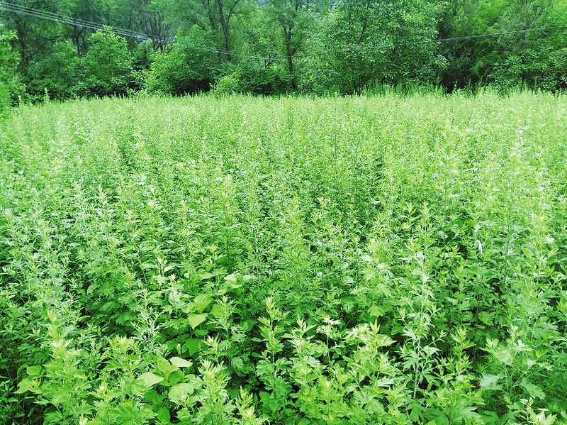 和平村百畝艾草豐收了